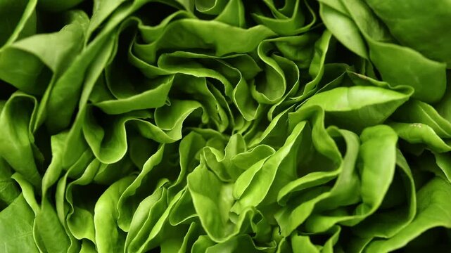 Fresh green baby butterhead lettuce leaves rotating slowly. Top view shot