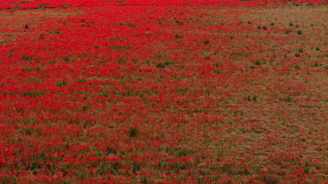 Red poppy flowers cover a large meadow to the horizon while insects move among petals on a bright sunny day