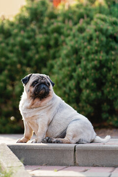 A female pug dog sits on steps in a park against a backdrop of decorative plants. Portrait of a pug.

