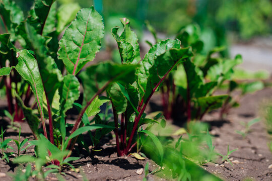 Green beet leaves with red stems. Beets in the garden. Young beets in the spring.