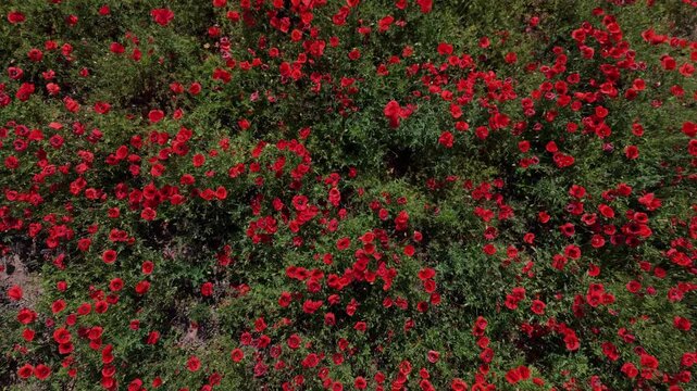 Blooming poppy field creates a red landscape across open countryside with flying insects and clear weather in daylight