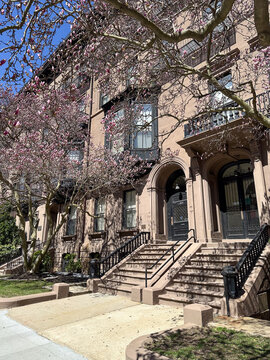 Pink magnolia blossoms frame elegant historic brownstones in Boston, capturing the beauty of spring and classic urban architecture in New England.