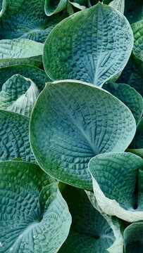 Premium hosta abiqua drinking gourd leaves texture background