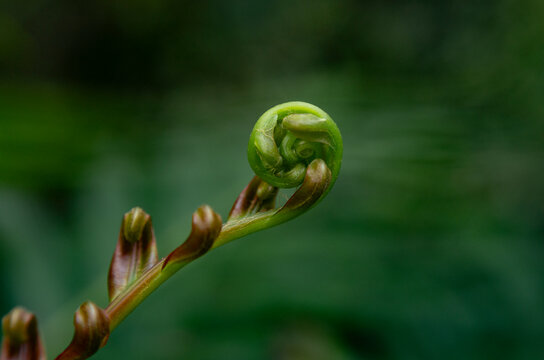 Macro close-up of young green fern fronds and fiddleheads unfurling in a forest environment