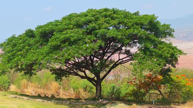 Rain tree, on the golf course.