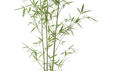 Fototapeta premium Minimalist bamboo plant with geometric background, pattern green leaves thin, Isolated On White Background, Png Transparent
