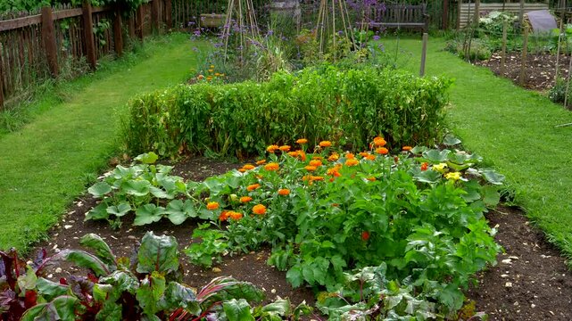 allotment growing vegetableds