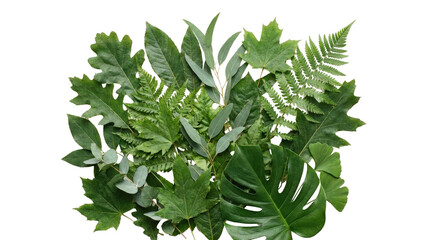 Fototapeta premium Detailed fern and leaf arrangement with varied green shades leaves foliage natural, Isolated On White Background, Png Transparent
