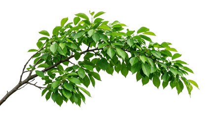 Obraz premium Vibrant green leafy branch with natural texture overlaid grid pattern foliage, Isolated On White Background, Png Transparent