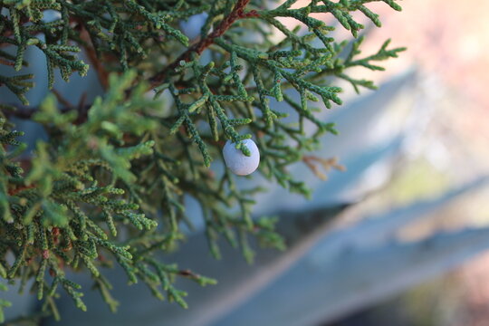 Desert Juniper tree in Sedona, Arizona