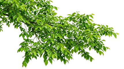 Obraz premium Lush green tree branches over modern building roof outline foliage, Isolated On White Background, Png Transparent