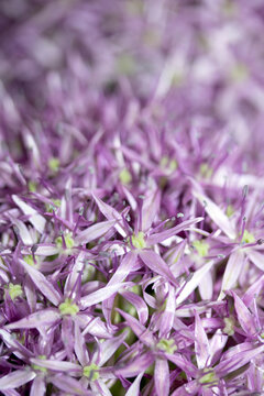 Stunning purple Allium Globemaster flower head floral background