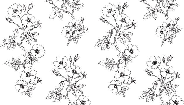 Wild rose stripe seamless pattern botanical line art vector