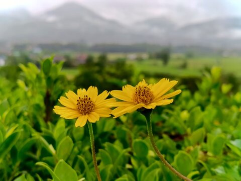 Two bright yellow wedelia flowers blooming together in green field, concept of togetherness, hope, and vibrant summer day.