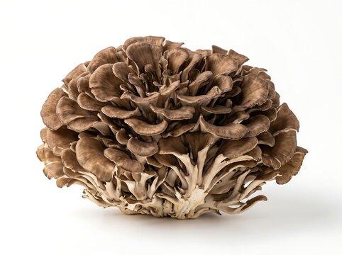 A unique maitake mushroom cluster