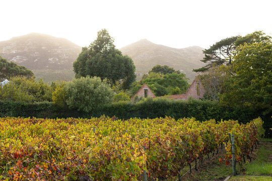 Grape vines are displaying autumn colors in trellised rows at rural vineyard, warm backlight