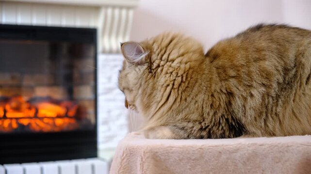 In a cozy room, a cat is lounging by the fireplace. The warm, dancing flames cast a gentle glow on the walls and highlight the cat&rsquo;s fur. The cat looks utterly relaxed, Autumn atmospheric mood
