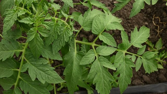 Green tomato Solanum lycopersicum leaves swaying in wind close up. Lush organic vegetable foliage with automated drip irrigation hose, agricultural plant cultivation on dark soil.