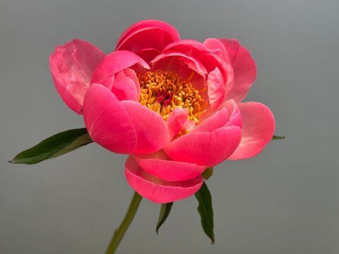 Fresh peony flower coral charm 
