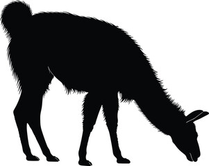 Naklejka premium Silhouette of llama alpaca grazing with shaggy fur outline, upright ears, distinctive posture, farm animal icon – flat vector illustration