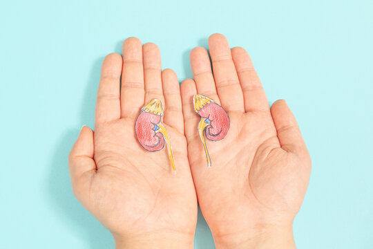 Kidney organ disease, world kidney day, impaired function, health problems, kidneys failure, dialysis and transplantation, medical issue 