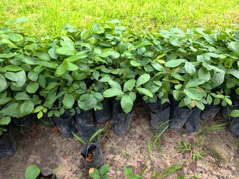Erythrina fusca is a plant that prefers to grow in wetlands or along waterways.