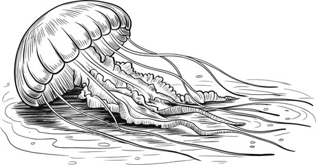 Hand drawn jellyfish floating in ocean water, vintage engraved marine life and sea creature illustration © Billal