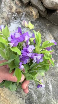 Flowering Vetch and Grass Pea Plants in Agricultural Field