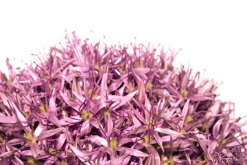 Stunning purple Allium Globemaster flower head floral on white background © squeebcreative