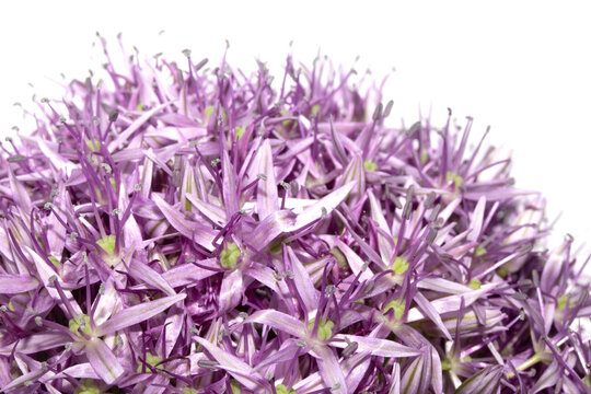 Stunning purple Allium Globemaster flower head floral on white background