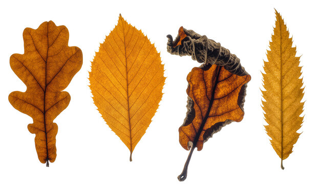 Four autumn leaves oak and serrated shapes, brown and orange hues
