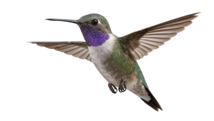 Obraz premium Hummingbird with iridescent purple throat in flight