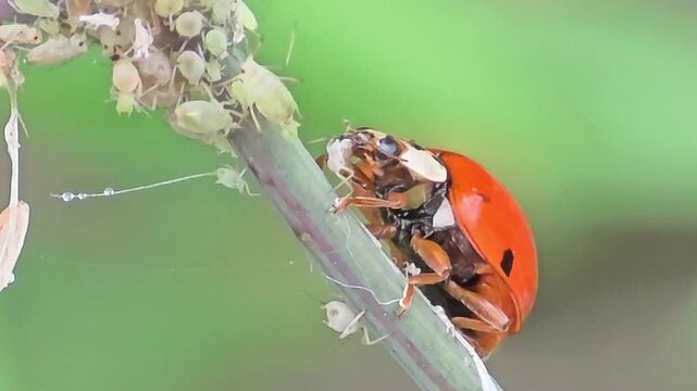 
Side view of a ladybug (ladybird) eating an aphid on a plant stem, close-up macro video.#001

