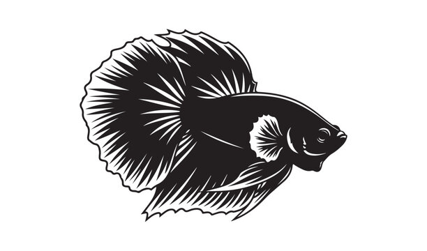Detailed betta fish silhouette Siamese fighting fish vector illustration isolated on a white background