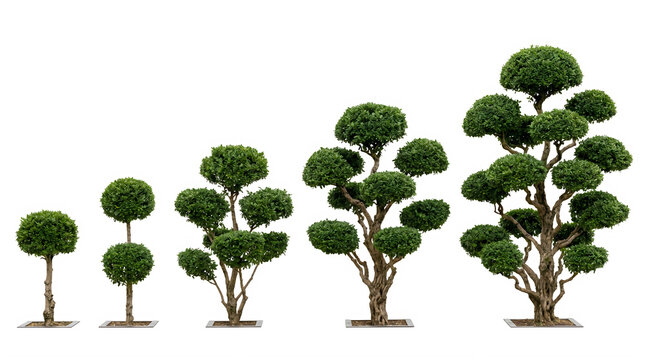 Bonsai topiary trees set, cloud pruned garden plants, green niwaki collection isolated PNG with Transparent Background