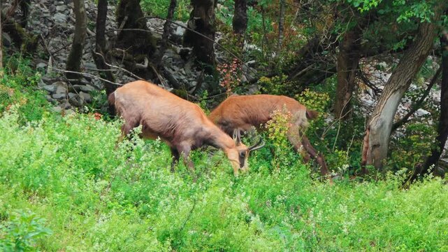 Ultra HD 4K wildlife footage featuring a close-up of a chamois peacefully eating fresh grass in a vibrant green meadow during summer. Natural daylight, detailed animal behavior