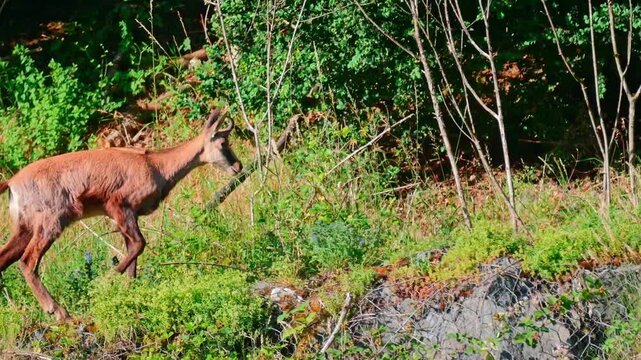 Ultra HD 4K wildlife footage showing a close-up of a chamois walking calmly through a vibrant green meadow in summer. Natural daylight highlights the animal's movements