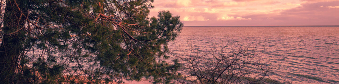 Pine tree near sea at purple sunset
