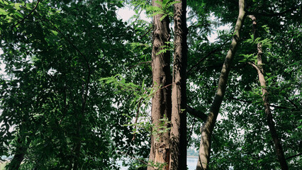 Fototapeta premium Close-up of rugged tree trunks surrounded by lush green forest foliage