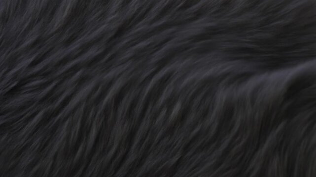 Flowing dark fur texture in gentle motion highlighting luxurious softness