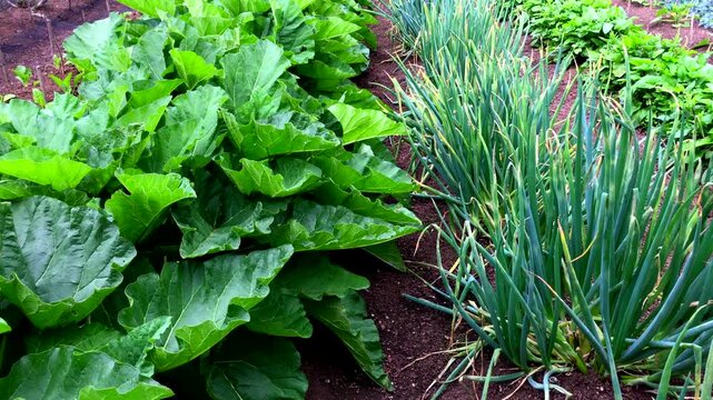 allotment growing vegetables