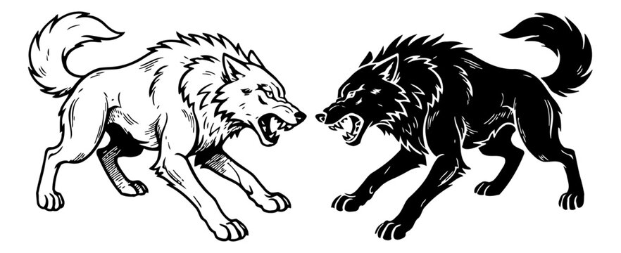 Two angry black and white wolves snarling facing each other in an aggressive fierce confrontation illustration