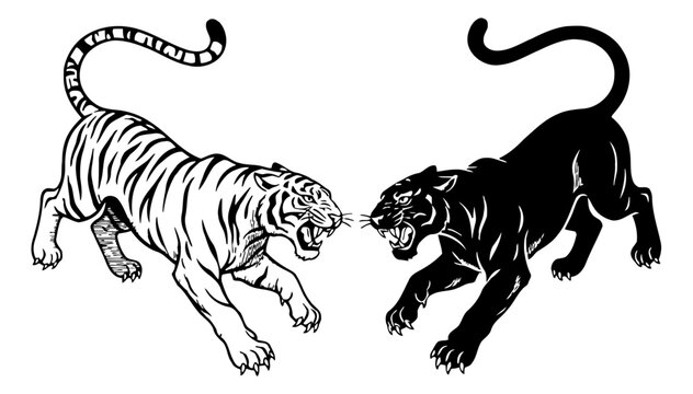 Fierce Roaring White Tiger and Black Panther in Aggressive Confrontation Line Art Vector Illustration