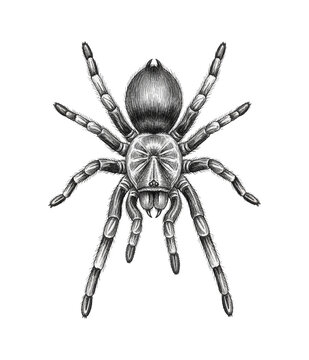 Detailed Hairy Tarantula Spider Drawing in Black and White Overhead View Menacing Creature Illustration