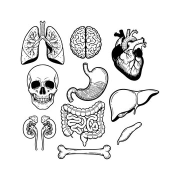 Human Internal Organs Anatomy Set Illustration Black and White Vector Diagram for Medical Education