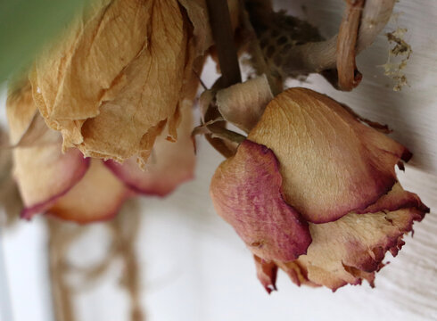 Conceptual vintage style photograph of delicate dried pink and red roses hanging upside down to dry against a neutral wall for floral preservation