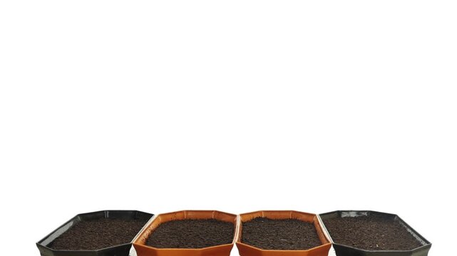 Wheat seeds (left two pots) and rye seeds (right two pots) were sown in four pots filled with soil to investigate the effects of electromagnetic fields (EMF) on seed germination, sprout growth, and de