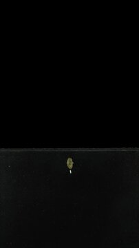 A courgette (Cucurbita pepo, zucchini) seed was placed in a rhizobox filled with soil to observe root and leaf growth, and was grown there for 15 days. Vertical orientation
