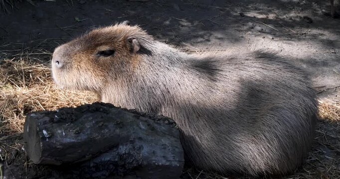 Capybara (Hydrochoerus hydrochaeris) at Willowbank Nature Reserve, Christchurch, New Zealand.