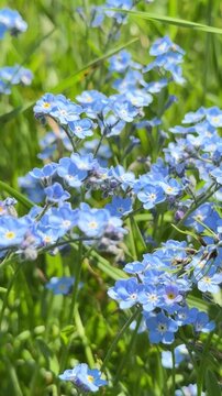 Macro close-up of beautiful purple forget-me-not myosotis flowers